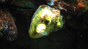 The small crustacean Balanus feeds on plankton. Small house of a crustacean on a mussel covered with a sea sponge of yellow color. video