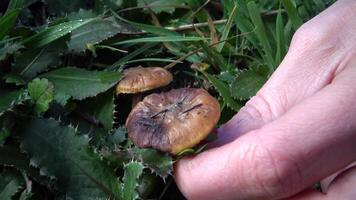 Hand with manicure tears the mushroom in the grass, inedible dangerous mushroom, you can poison yourself if you eat it video