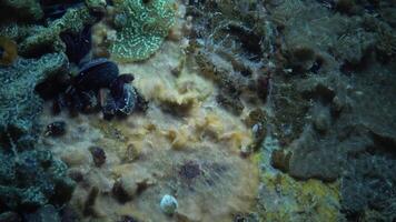 Botryllus schlosseri, commonly known as the star ascidian or golden star tunicate, is a colonial ascidian tunicate that grows on slow-moving, submerged objects video