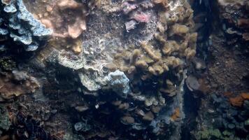Botryllus schlosseri, commonly known as the star ascidian or golden star tunicate, is a colonial ascidian tunicate that grows on slow-moving, submerged objects video