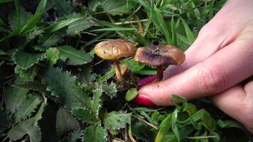 Hand with manicure tears the mushroom in the grass, inedible dangerous mushroom, you can poison yourself if you eat it video