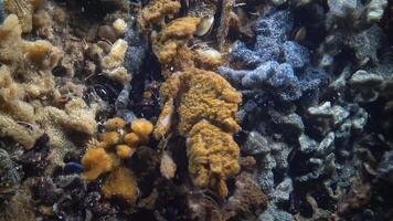 Botryllus schlosseri, commonly known as the star ascidian or golden star tunicate, is a colonial ascidian tunicate that grows on slow-moving, submerged objects video