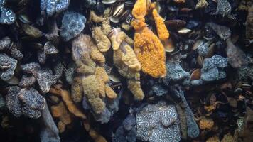 Botryllus schlosseri, commonly known as the star ascidian or golden star tunicate, is a colonial ascidian tunicate that grows on slow-moving, submerged objects video
