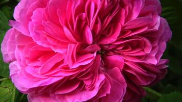 Rosa odorata is a member of the genus Rosa native to Yunnan in Southwest China, whose taxonomy has been confused video