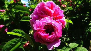 Rosa odorata is a member of the genus Rosa native to Yunnan in Southwest China, whose taxonomy has been confused video