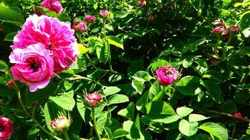 Rosa odorata is a member of the genus Rosa native to Yunnan in Southwest China, whose taxonomy has been confused video