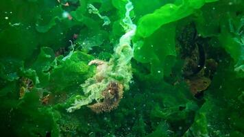 A crab is laying eggs in the water. Pilumnus hirtellus, the bristly crab or hairy crab, is a species of European crab video