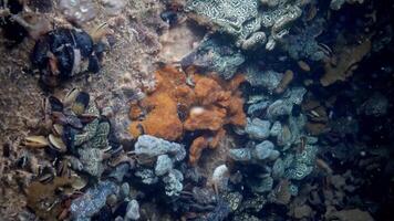 Botryllus schlosseri, commonly known as the star ascidian or golden star tunicate, is a colonial ascidian tunicate that grows on slow-moving, submerged objects video