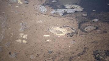 Waves and wind throw Artemia salina eggs on the beach. Brine shrimp eggs on the beach video