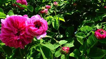 Rosa odorata is a member of the genus Rosa native to Yunnan in Southwest China, whose taxonomy has been confused video