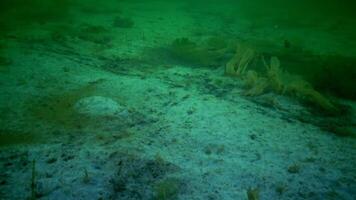 Plastic debris on the bottom of the Black Sea. Rotting algae, sea mushrooms, anoxic zone, asphyxiation video
