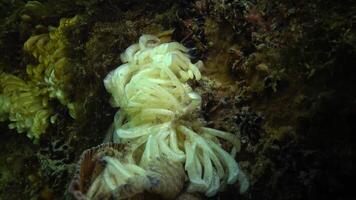 Cocoons of the predatory mollusk Rapana venosa, the invader in the Black Sea. Fauna of the Black Sea video