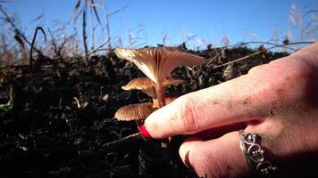 Hand with manicure tears the mushroom in the grass, inedible dangerous mushroom, you can poison yourself if you eat it video