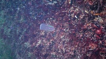 Ctenophores, predatory comb jellyfish invader to the Black Sea, jellyfish Beroe ovate, devouring Mnemiopsis leidy. The northern part of the Black Sea video
