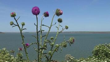 Carduus nutans, nodding thistle - weed, on the flowers of which there are many different insects video