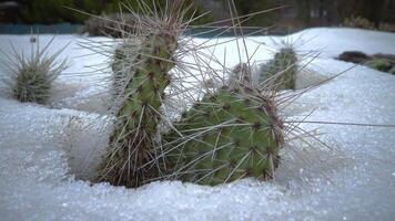 Cacti in the snow, cold winter in nature, desert plants survive frost in the snow video