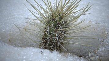 Cacti in the snow, cold winter in nature, desert plants survive frost in the snow video