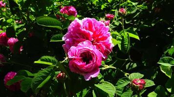 Rosa odorata is a member of the genus Rosa native to Yunnan in Southwest China, whose taxonomy has been confused video
