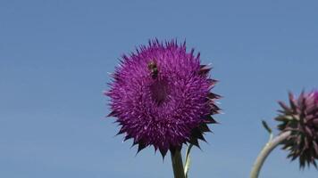 Carduus nutans, nodding thistle - weed, on the flowers of which there are many different insects video