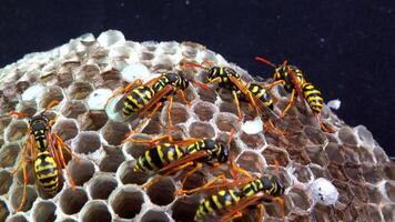 Paper wasp Polistes gallicus - Wasp nest with larvae and pupae in paper honeycomb video