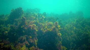 Green grass and red algae Enteromorpha linza, Ulva swaying in the water column on the stones in the Black Sea video