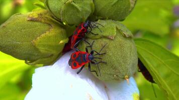 The firebug Pyrrhocoris apterus, insects suck juices from mallow fruit video