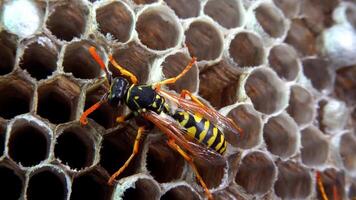 Paper wasp Polistes gallicus - Wasp nest with larvae and pupae in paper honeycomb video