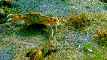 Swimming crab Macropipus holsatus running along the bottom and hiding in algae, the Black Sea video
