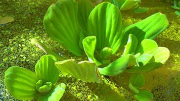 Pistia stratiotes swims among aquatic plants rootless duckweed Wolffia arrhiza and duckweed Lemna turionifera, pond video