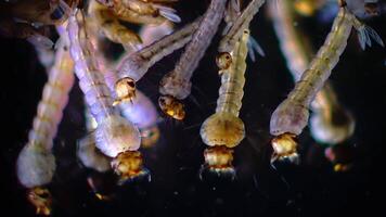 Mosquito, Larvae and Pupae in polluted water, Culex pipiens -the common house mosquito or northern house mosquito- is a species of blood-feeding mosquito of the family Culicidae video
