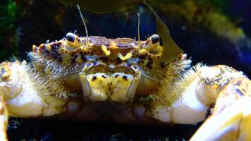 Black Sea, Invasive crab, invader Rhithropanopeus harrisii Zuiderzee crab, dwarf crab, estuarine mud crab video