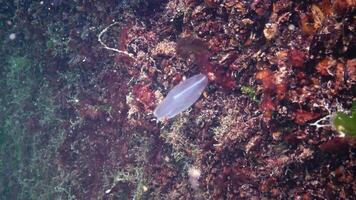 Ctenophores, predatory comb jellyfish invader to the Black Sea, jellyfish Beroe ovate, devouring Mnemiopsis leidy. The northern part of the Black Sea video