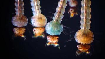 Mosquito, Larvae and Pupae in polluted water. Culex pipiens -the common house mosquito or northern house mosquito- is a species of blood-feeding mosquito of the family Culicidae video