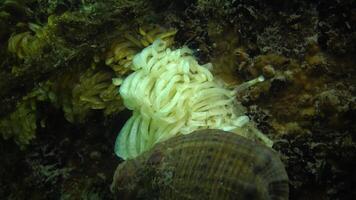 Cocoons of the predatory mollusk Rapana venosa, the invader in the Black Sea. Fauna of the Black Sea video