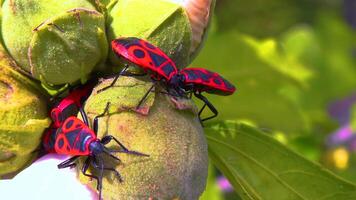 The firebug - Pyrrhocoris apterus, insects suck juices from mallow fruit video