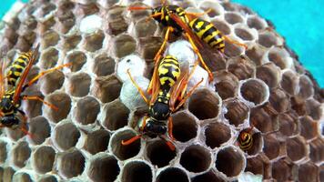 Paper wasp Polistes gallicus - Wasp nest with larvae and pupae in paper honeycomb video