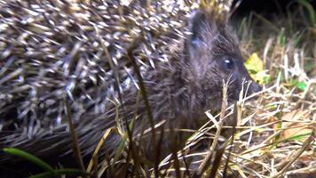 Hedgehog Erinaceus europaeus running on the ground, fauna Ukraine. video