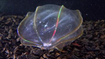 Combine jelly digesting caught comb jelly Mnemiopsis, comb plates glistening in the light video