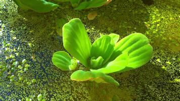 Pistia stratiotes swims among aquatic plants rootless duckweed Wolffia arrhiza and duckweed Lemna turionifera, pond video