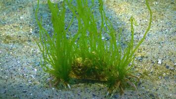 Overgrown with green algae Swimming crab Macropipus holsatus, Black Sea. Ukraine video