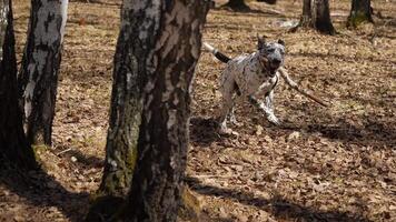 A playful dalmatian explores a colorful forest on an adventure video