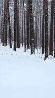 Pine forest in the snow. Media. Winter forest with snow covered trees and slowly falling snowflakes. video