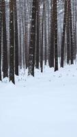 Beautiful view in forest with tree trunks on winter day. Media. Calming view of winter forest with falling snow. Beautiful landscape in winter forest during snowfall video