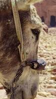 Closeup of a donkey in a vast desert landscape, showcasing its features and surroundings. Action video
