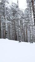 Beautiful landscape with birch trees in winter forest. Media. Winter forest with birch trees and pure snow. Beautiful forest with birch trees and soothing effect on winter day video