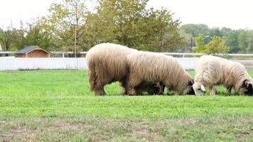 flock of blackface welsh sheep in a meadow on lush farmland. sheep eating grass on a field video