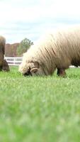 flock of blackface welsh sheep in a meadow on lush farmland. sheep eating grass on a field video