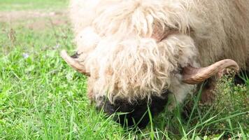 flock of blackface welsh sheep in a meadow on lush farmland. sheep eating grass on a field video