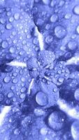 Abstract optical illusion with a rotating realistic lilac flower bud with water drops on soft petals. Animation. Spinning purple flower with dew drops, seamless loop. video