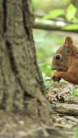 Red squirrel close up on forest background. Clip. Little adorable hungry squirrel eating a nut near a tree trunk and green forest plants, concept of wildlife. video